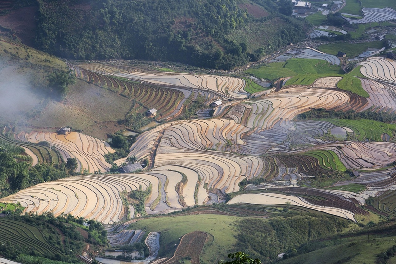 Ruộng bậc thang, terraced fields, lúa, rice, núi rừng, mountains- Quangpraha 8