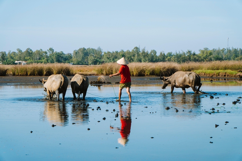 Con trâu, động vật, buffalo, animal, hình nền, nền, background -trilemedia