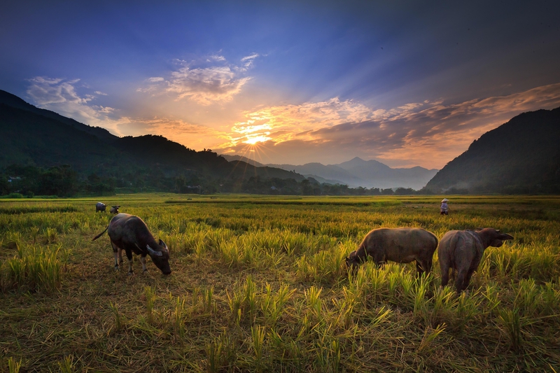 Đàn trâu, cánh đồng, đồng quê, buffalo, field, countryside - Quangpraha