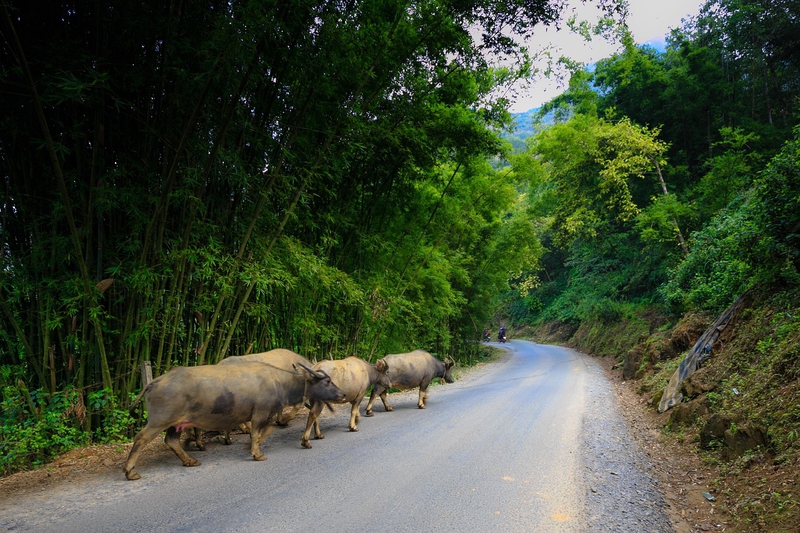 Trâu, Buffalo, hình nền, nền, background -Quangpraha