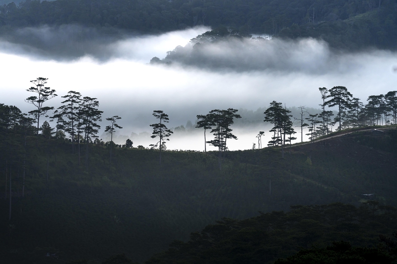 Sương mù, rừng thông, Đà Lạt, Fog, pine forest, Dalat, hình nền, nền, background 3