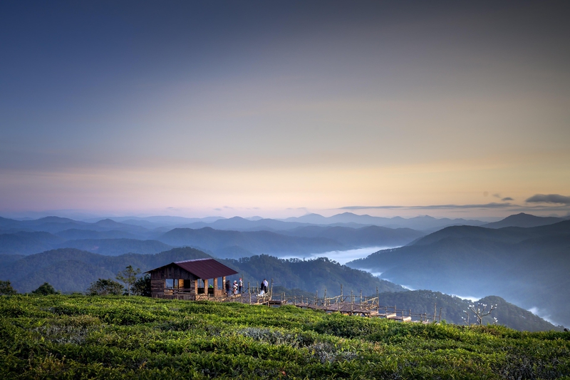 Sương mù, rừng thông, Đà Lạt, hoàng hôn,sunset, Fog, pine forest, Dalat, hình nền, nền, background