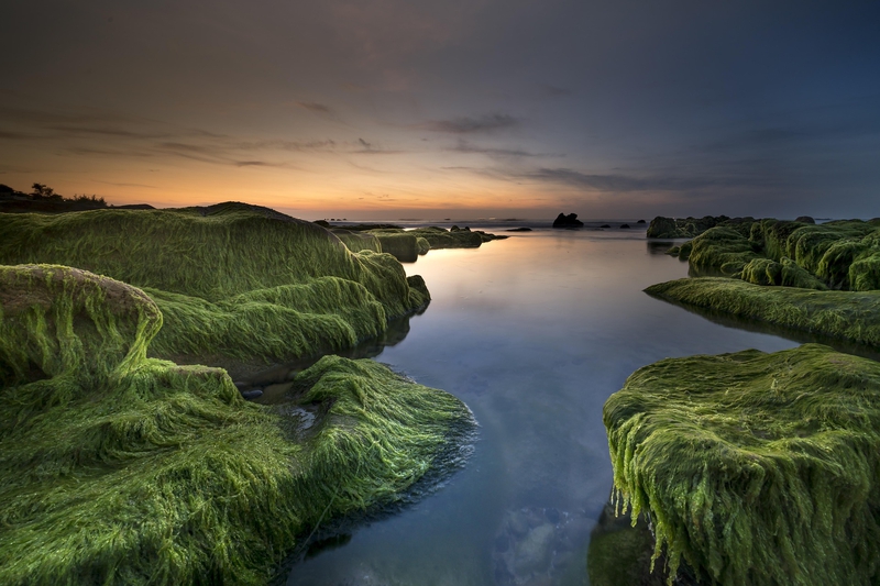 Bãi đá, rêu xanh, Rock beach, green moss, hình nền, nền, background -Quangpraha
