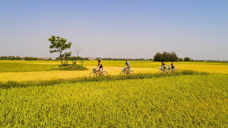 Cánh đồng, đồng ruộng, Field, hình nền, nền, background -trilemedia