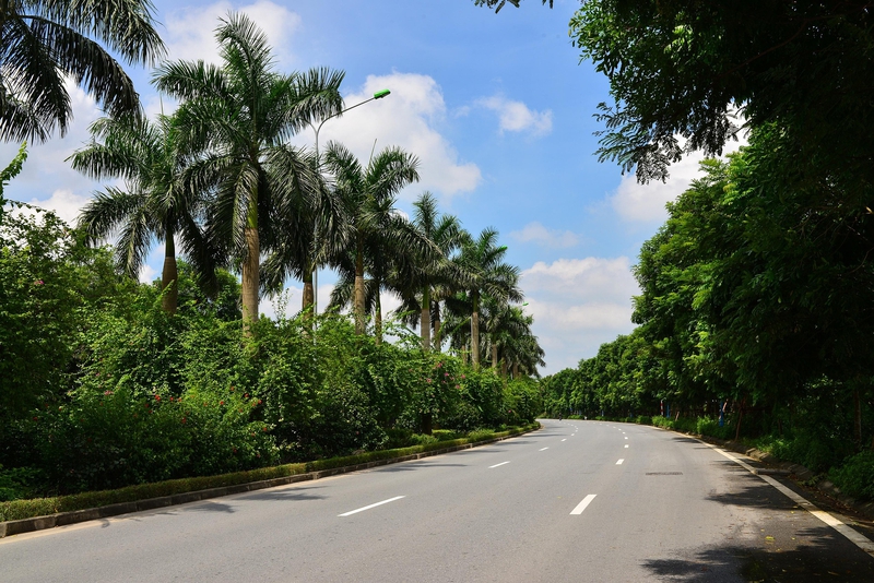 Con đường, cây, Road, tree , hình nền, nền, background-56april