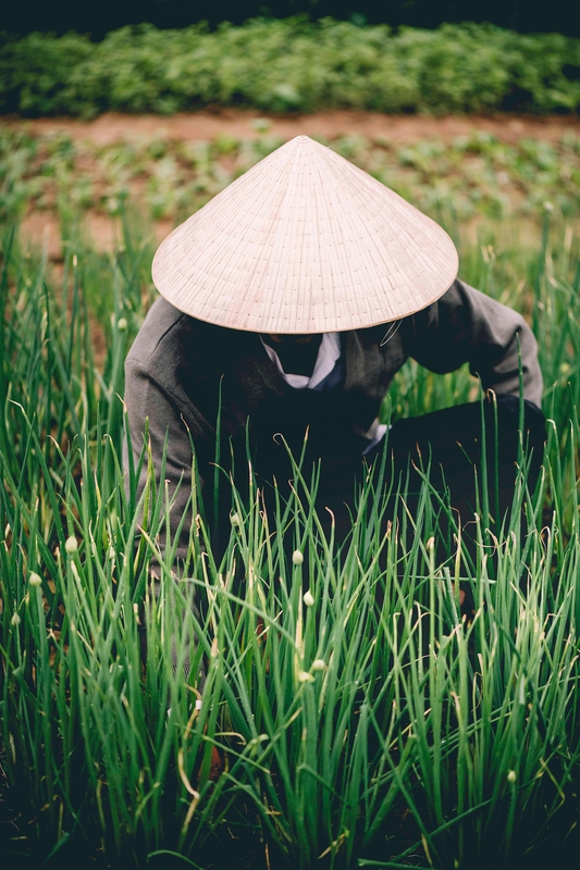 Nông dân, cánh đồng, làm lúa,Farmer, field, rice farming, hình nền, nền, background -trilemedia