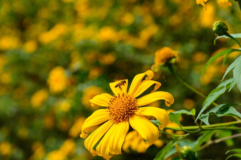 Hoa hướng dương, yellow flower, ong, bee, cận cảnh close-up, thiên nhiên nature -  minhquyennikon