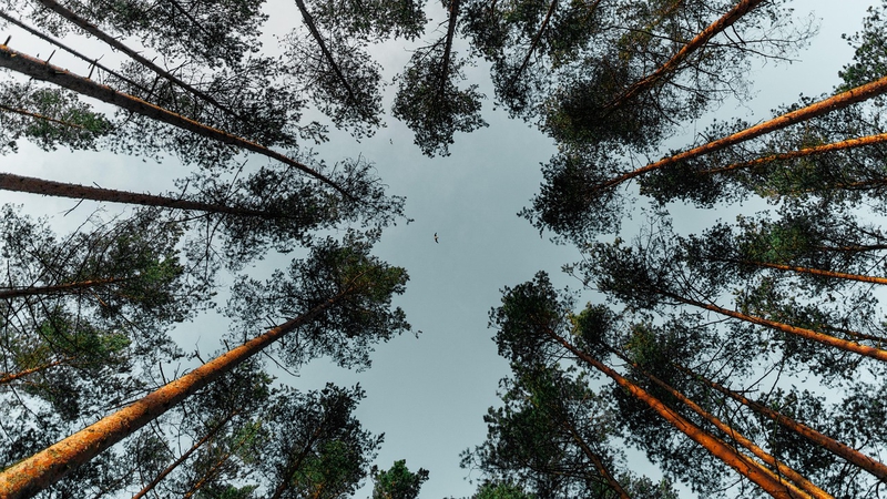 Cây, rừng cây, bầu trời, trees, forest, sky - ambam_gorilla
