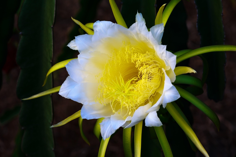 Hoa thanh long, dragon fruit flower, nở rộ, blooming- Quangpraha 1