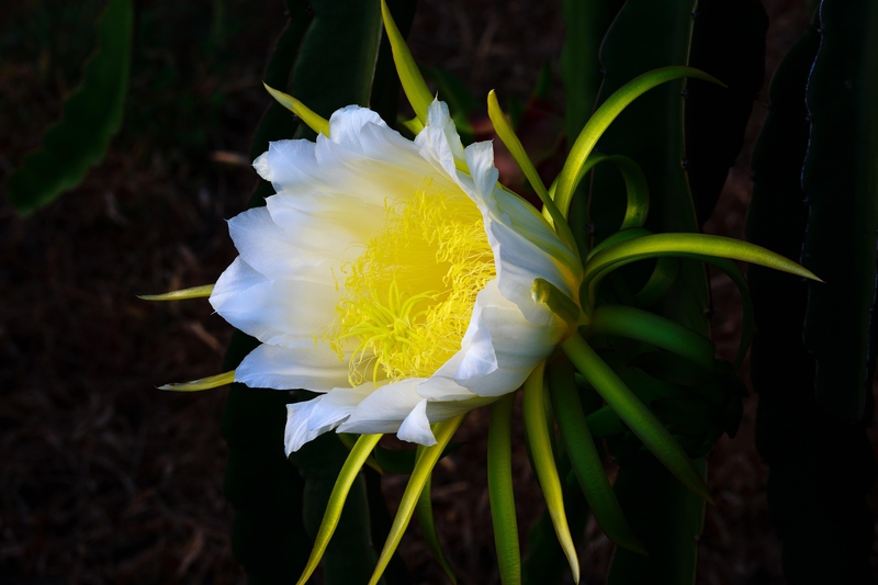 Hoa thanh long, dragon fruit flower, nở rộ, blooming- Quangpraha