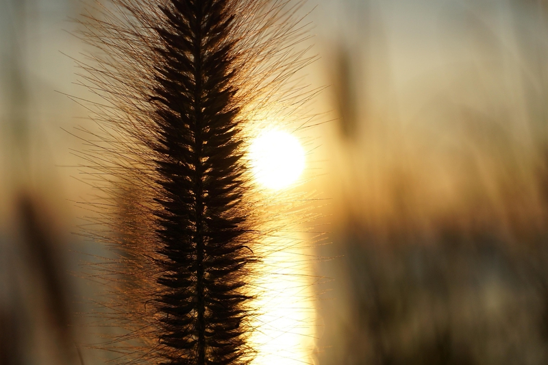 Hồ, sông, hoàng hôn, cỏ, lake, river, sunset, grass- mitto 2