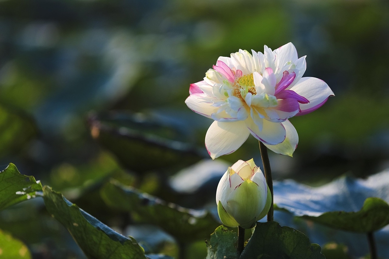 Hoa sen, sen, lotus, hoa, hoa lá, flower, nền, hình nền - namhoai655
