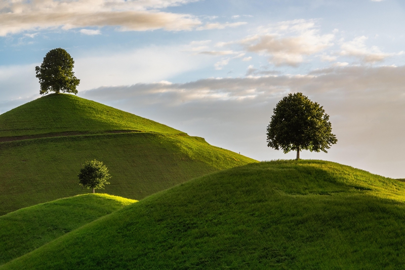 Đồi xanh, green hills, cây cô đơn, solitary tree, ánh sáng hoàng hôn, sunset light, phong cảnh, landscape -  susnpics