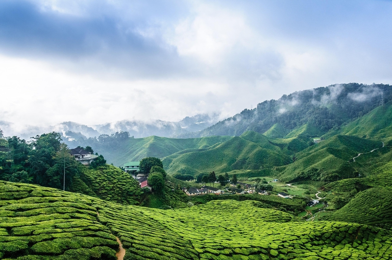 Mộc Châu, đồi chè, tea plantation, ruộng bậc thang, terraced fields, sương mù, mist -  minhquyennikon