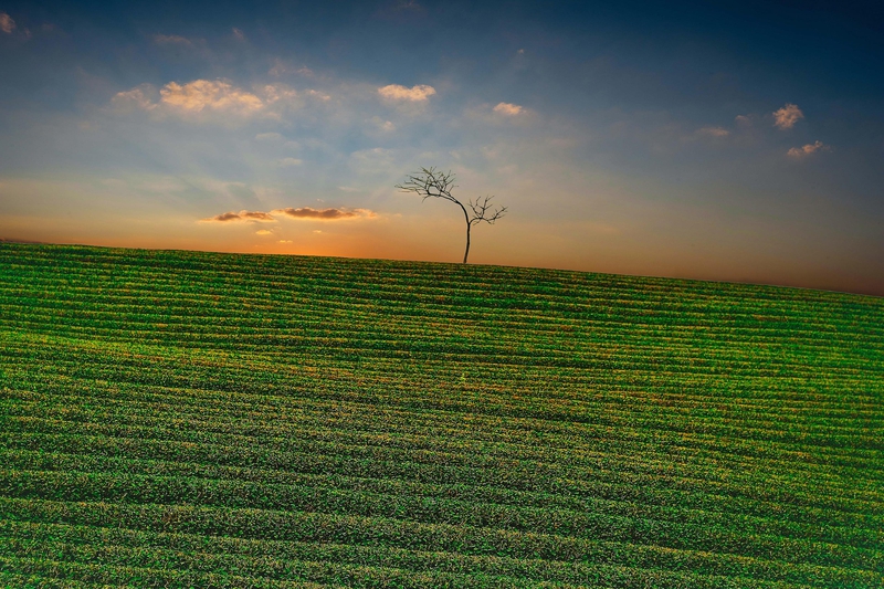 Mộc Châu, cánh đồng chè, tea plantation, luống cây, rows, đồi, hills, nông nghiệp, agriculture, phong cảnh, landscape -  ToanNguyen 3
