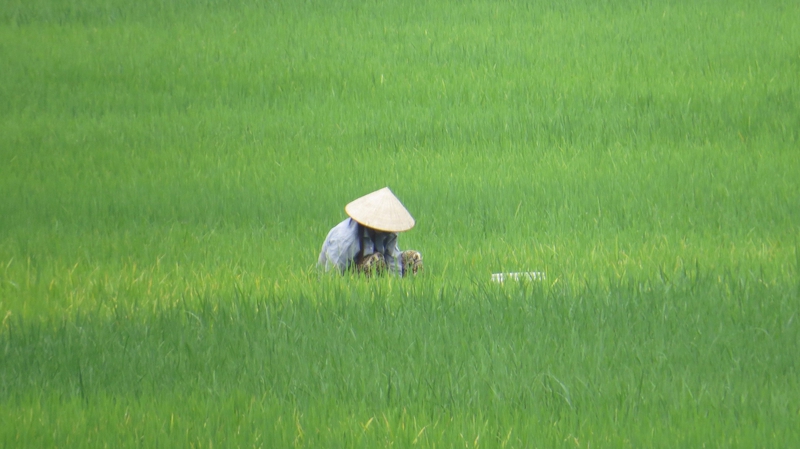 Cánh đồng lúa, rice field, nông dân, farmer, nón lá, conical hat, thu hoạch, harvest, nông nghiệp, agriculture - cstrosing