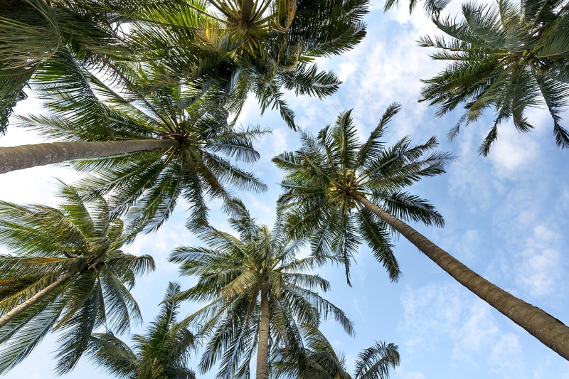 Cây, tree, dừa, coconut tree, cây dừa, hình nền, nền, background -Quangpraha