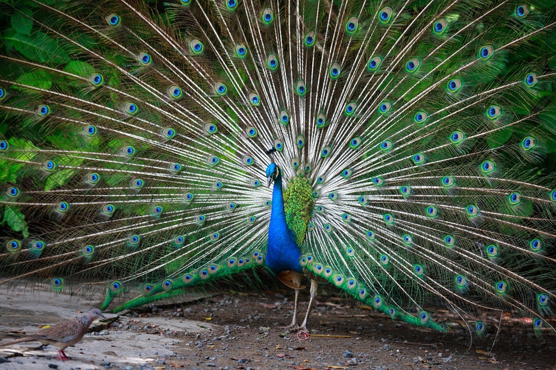 Con công, chim, peacock, bird - Quangpraha