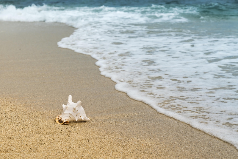 Vỏ ốc, seashell, bãi biển, beach, cát vàng, yellow sand, sóng biển, sea wave - Quangpraha