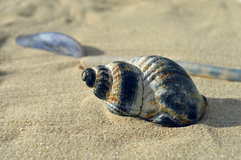 Vỏ sò, seashell, cát, sand, nhiếp ảnh macro macro, photography, bãi biển beach - neelam279