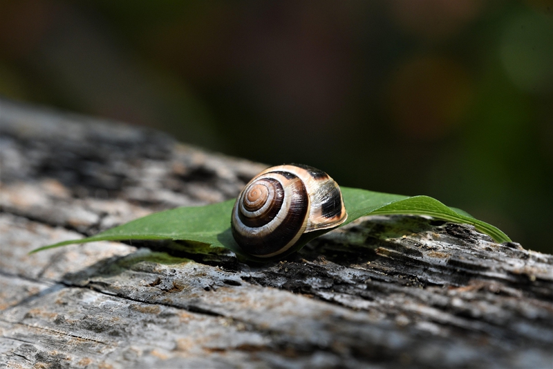 Ốc sên, snail, cận cảnh, close-up, bề mặt gỗ wooden texture, tự nhiên, nature - Veronika_Andrews