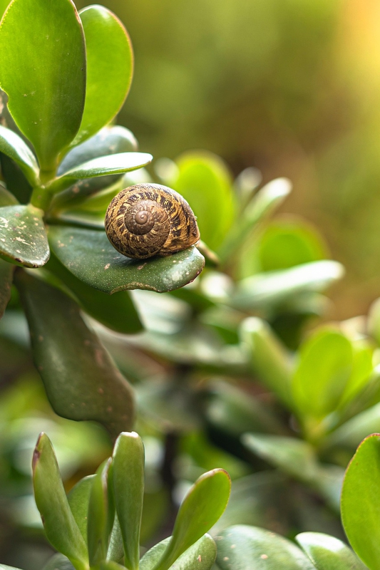 Ốc sên snail, lá, leaf, cận cảnh, close-up, thiên nhiên nature - marri63