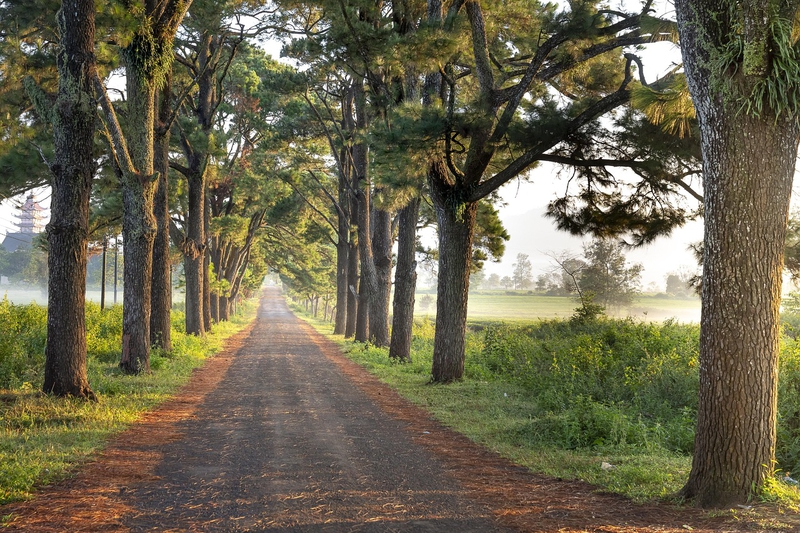 Đường, road, Tree, cây, hình nền, nền, background- Quangpraha