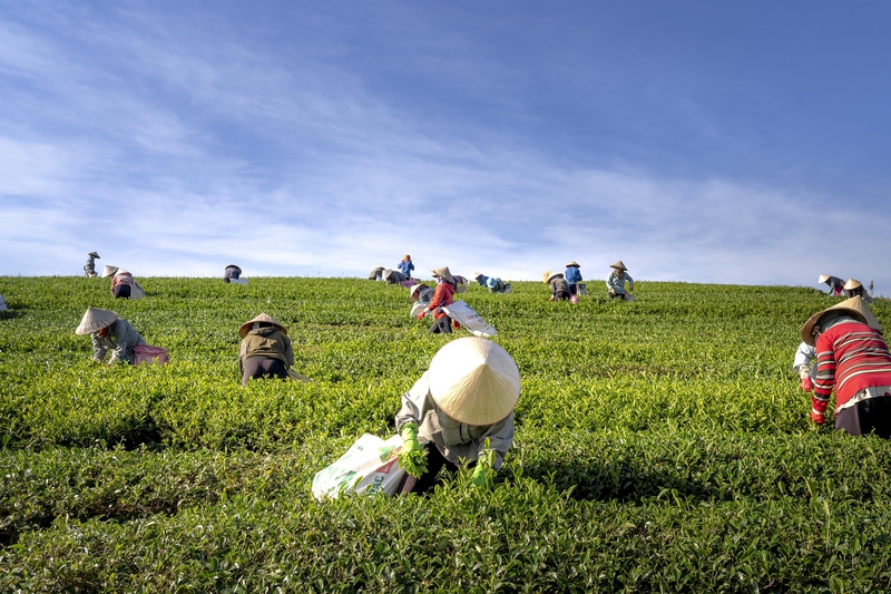 Đồi chè,tea hill,thu hoạch chè, Tea harvesting, hình nền, nền, background- Quangpraha