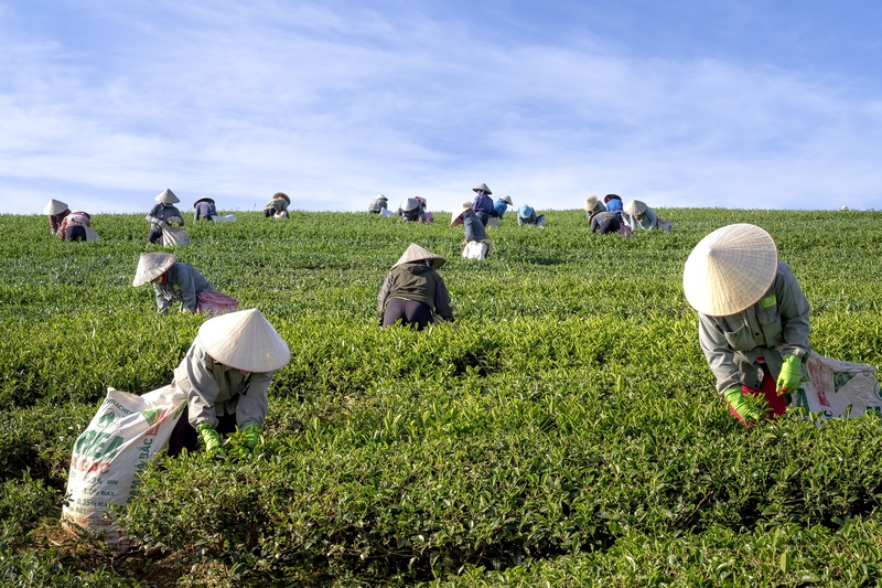 Đồi chè,tea hill,thu hoạch chè, Tea harvesting, hình nền, nền, background- Quangpraha