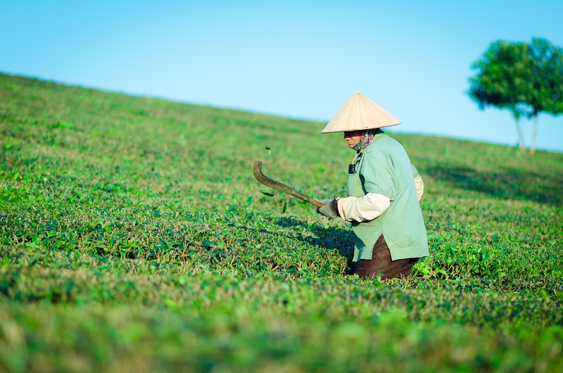 Cánh đồng lúa, rice field, nông nghiệp, agriculture, cảnh Việt Nam-  Namdung9x