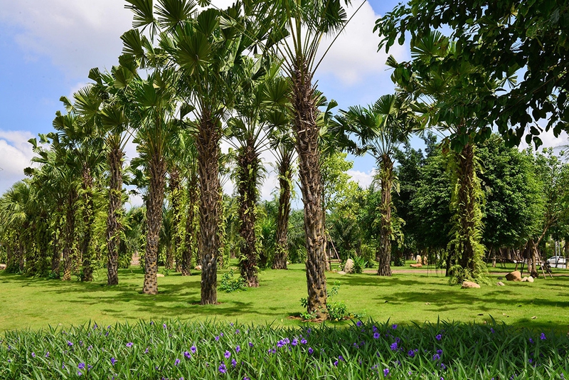 Cây, tree, Văn Giang, Hưng Yên, hình nền, nền, background-56april