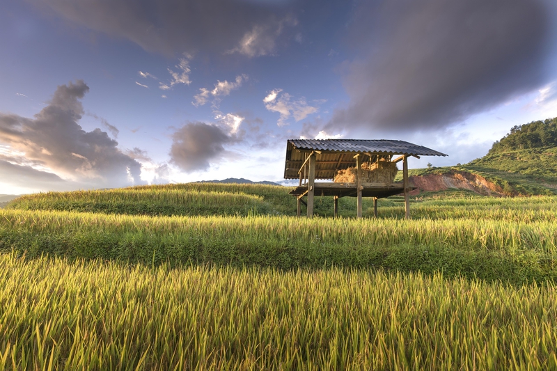 Cánh đồng lúa, rice field, núi, mountain- Quangpraha 1