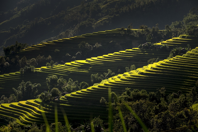 Ruộng bậc thang, terraced fields, lúa, rice, núi rừng, mountains- Quangpraha 7
