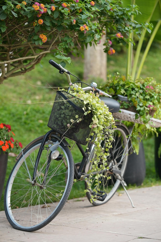 Xe đạp, xe đạp thể thao, xe, bike, thể thao, sport - Neo Khuat