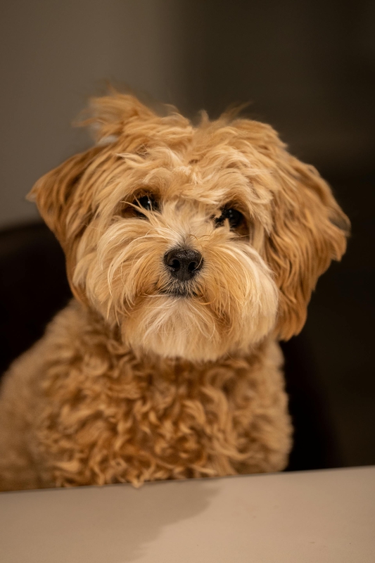 Chó poodle, poodle, chó, dog, lông, fur, thú cưng, pet, vật nuôi, domestic animal, động vật, animal, dễ thương, cute - Blue Orchid Creations Photography