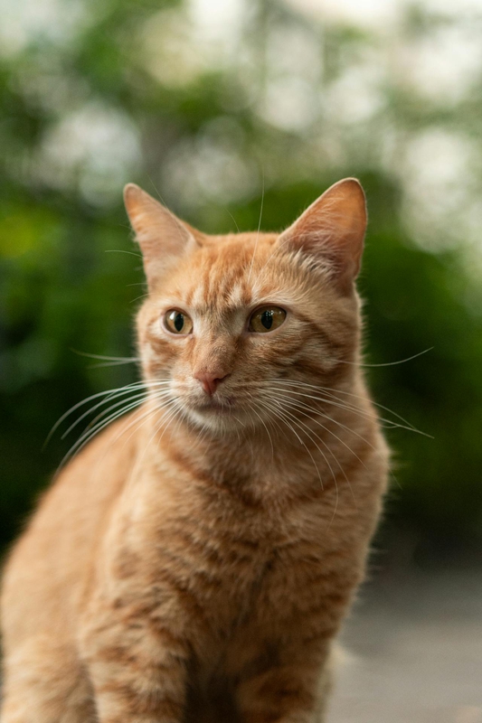 Con mèo, cat, động vật, dễ thương, mèo vàng, sand, animal, cute, yellow cat, - Дмитрий Рощупкин