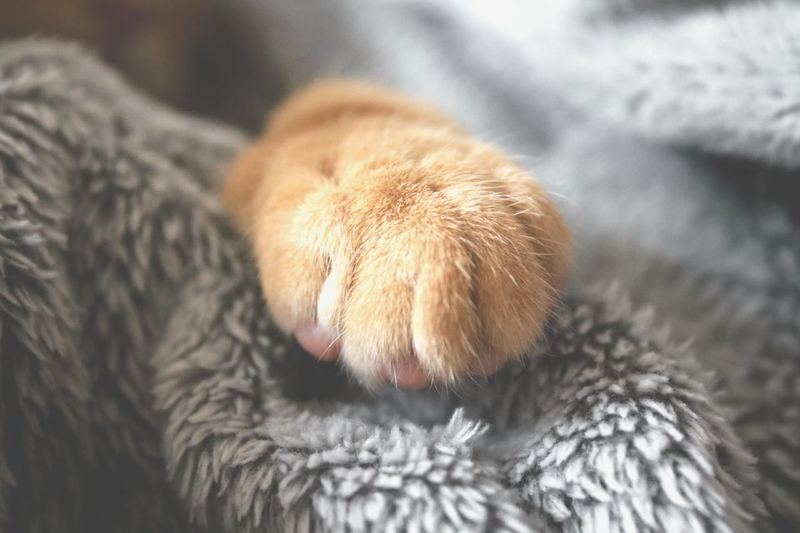Con mèo, chân mèo, cat, cat paw, chân mèo, soft fur, lông mềm, cute touch, chạm, dễ thương.- Aleksandar Cvetanovic