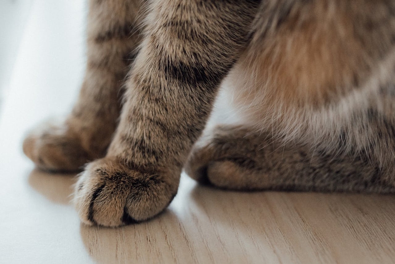 Con mèo, chân mèo, cat, cat paw, chân mèo, soft fur, lông mềm, dễ thương - Arina Krasnikova