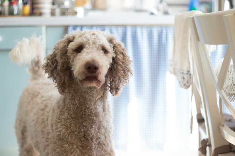Chó poodle, poodle, chó, dog, lông, fur, thú cưng, pet, vật nuôi, domestic animal, động vật, animal, dễ thương, cute - Berend de Kort