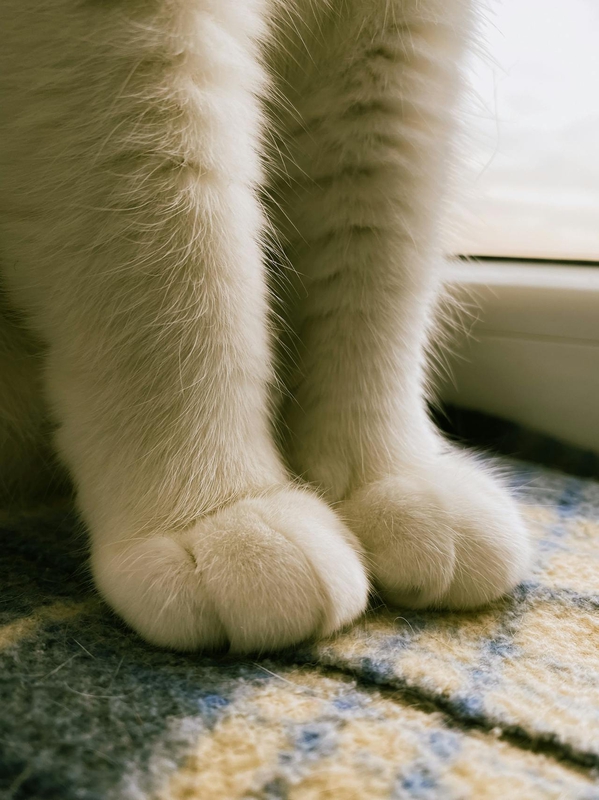 Con mèo, chân mèo, cat, cat paw, chân mèo, soft fur, lông mềm, dễ thương - Beyzaa Yurtkuran