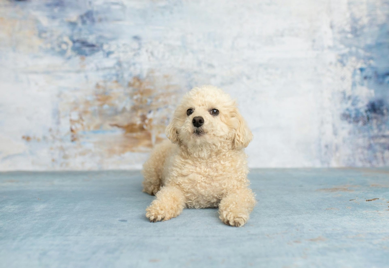Chó poodle, poodle, chó, dog, lông, fur, thú cưng, pet, vật nuôi, domestic animal, động vật, animal, dễ thương, cute, tường, wall - Blue Orchid Creations Photography