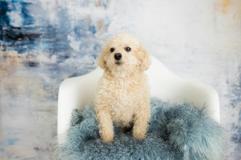 Chó poodle, poodle, chó, dog, lông, fur, thú cưng, pet, vật nuôi, domestic animal, động vật, animal, dễ thương, cute, ghế, chair - Blue Orchid Creations Photography