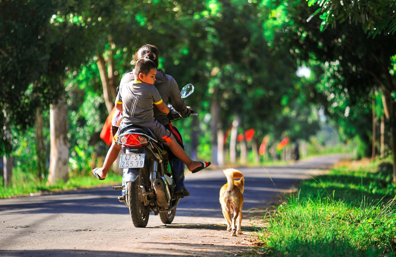 Xe máy, motorbike, đi xe máy, ride motorbike, chó, dog,nắng, sunny, hàng cây, row of trees - C.T. PHAT