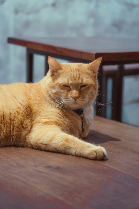 Con mèo, cat, động vật, dễ thương, mèo vàng, sand, animal, cute, yellow cat - Khanh Nguyen