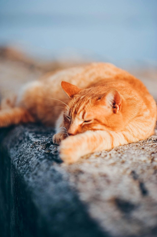 Con mèo, cat, động vật, dễ thương, mèo vàng, sand, animal, cute, yellow cat - Daka 1