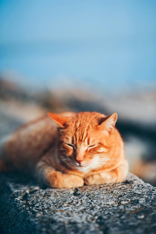 Con mèo, cat, động vật, dễ thương, mèo vàng, sand, animal, cute, yellow cat - Daka