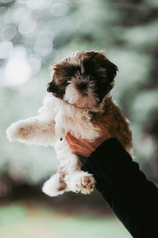 Chó shih tzu, shih tzu, chó, dog, thú cưng, pet, vật nuôi, domestic animal, động vật, animal, dễ thương, cute, lông, fur - Daka 2
