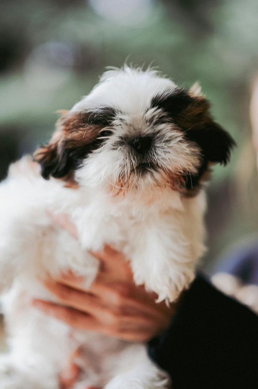 Chó shih tzu, shih tzu, chó, dog, thú cưng, pet, vật nuôi, domestic animal, động vật, animal, dễ thương, cute, lông, fur - Daka