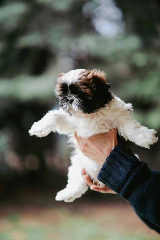 Chó shih tzu, shih tzu, chó, dog, thú cưng, pet, vật nuôi, domestic animal, động vật, animal, dễ thương, cute, lông, fur - Daka 3