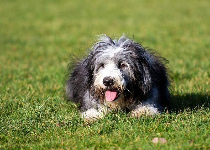 Shih tzu, lông, fur, chó, dog, thú cưng, pet, vật nuôi, domestic animal, động vật, animal, dễ thương, cute, cỏ, grass, thè lưỡi, tongue out - David Atkins